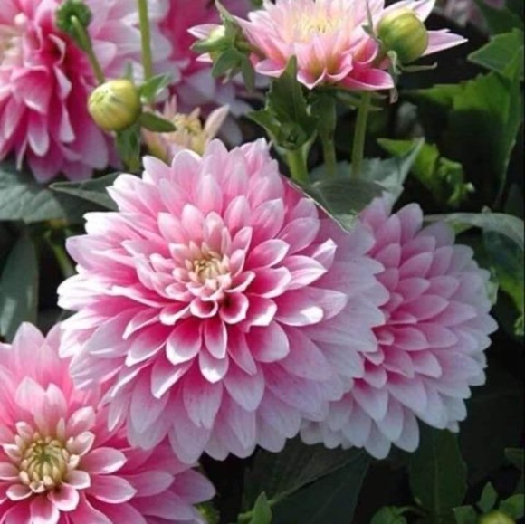 Meet your Posher, Suzanne - Picture 1 of 1